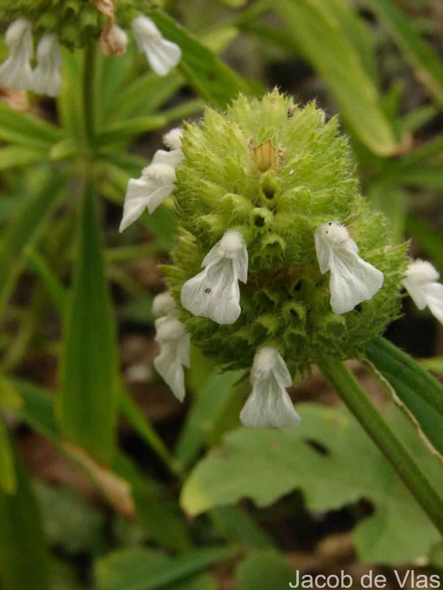 Leucas zeylanica var. zeylanica